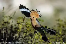 hoopoe2.webp