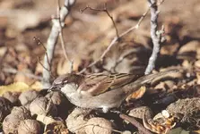 PASSER DOMESTICUS (ΑΡΣΕΝΙΚΟΣ ΣΠΙΤΟΣΠΟΥΡΓΙΤΗΣ) 1.webp