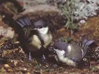 PARUS MAJOR (ΝΕΑΡΟΙ ΚΑΛΟΓΕΡΟΙ).webp