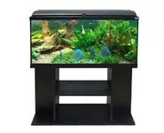 aquarium 80.webp