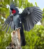 black-palm-cockatoo-habitat.webp