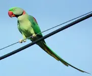 alexandrine_parakeet_0741.webp