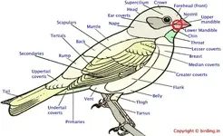 bird_diagram.webp