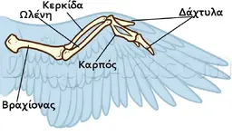 Ανατομία φτερούγας.webp