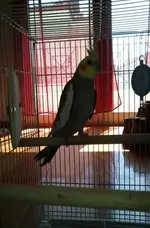 cockatiel-xarizetai.webp