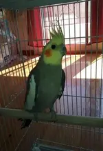 cockatiel-xarizetai2.webp