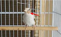 Καρδερίνες_petbirds.webp