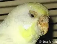 Scaly-Face-Budgie.webp