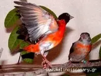 red-siskin.webp