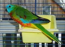 Turquoise-Parrot.webp