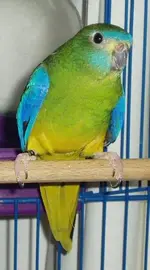 Turquoise-Parrot2.webp