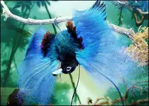 Blue-Bird-of-Paradise.webp