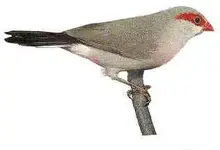 blackrumped waxbill.webp