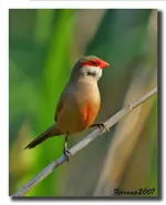 sweet (yellow biled) waxbill.webp