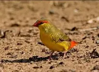 goldbreasted waxbill.webp