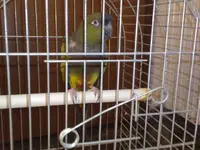 conure1.webp