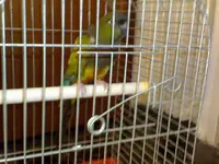 conure2.webp