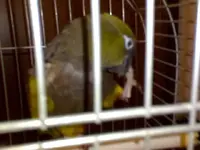 conure3.webp