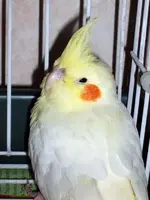 cockatiel157864.webp