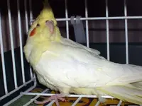 cockatiel257864.webp