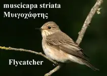 flycather.webp