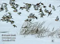 carduelis_d7706.webp