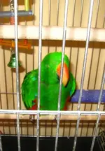 eclectus1.webp