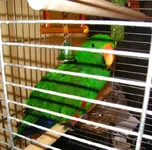 eclectus2.webp