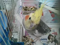 cockatiels.webp