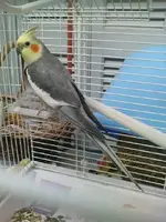 cockatiel1.webp