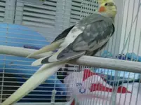 cockatiel2.webp