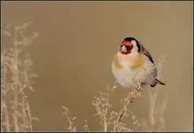 comp_Stieglitz%20%28Carduelis%20carduelis%29_06a__Christoph_Jansch_stieglitz_singvogel_distel...webp