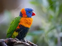 depositphotos_52925935-stock-photo-bright-rainbow-lorikeet-parrot.webp