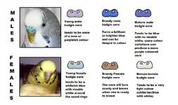 222budgie.webp