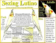 sexing-lutino-cockatiel.webp