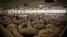 factory-farm-630.webp