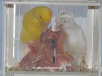 Breeding canaries seazon 2018 052.webp