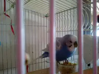 Budgie.webp