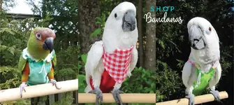 parrot-clothes.webp