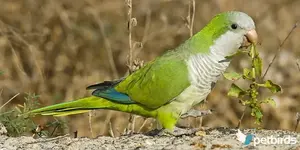 Μονκ ή Κουάκερ - Monk, Quaker Parakeets (Myiopsitta monachus)