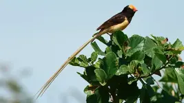 Straw-tailed whydah (Vidua fischeri)