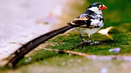 Long-tailed paradise whydah (Vidua paradisaea)