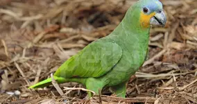 Orange-winged amazon (Amazona amazonica)