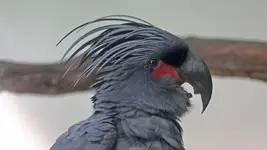 Palm cockatoo (Probosciger aterrimus)