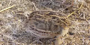 Κοινό ορτύκι - Common quail (Coturnix coturnix)