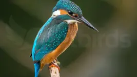 common-kingfisher-cover.jpg