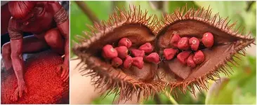 Urucum_Bixaorellana.jpg