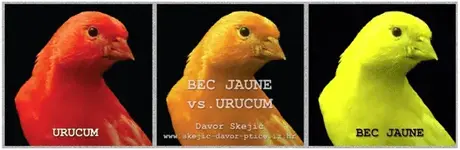 Μεταλλάξεις Urucum vs Bec Jaune