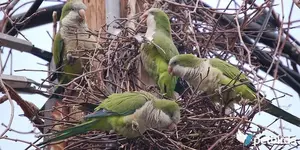 Monk-Parakeet-Nest.jpg