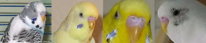 Διάκριση φύλου στα παπαγαλάκια budgie